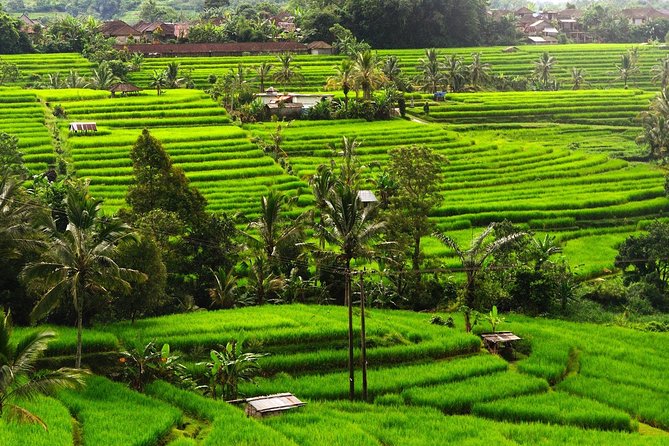 Tanah Lot - JatiLuwih (UNESCO) - Ulun Danu Temple - Wanagiri Hill - Free WiFi - Inclusions and Pickup Details