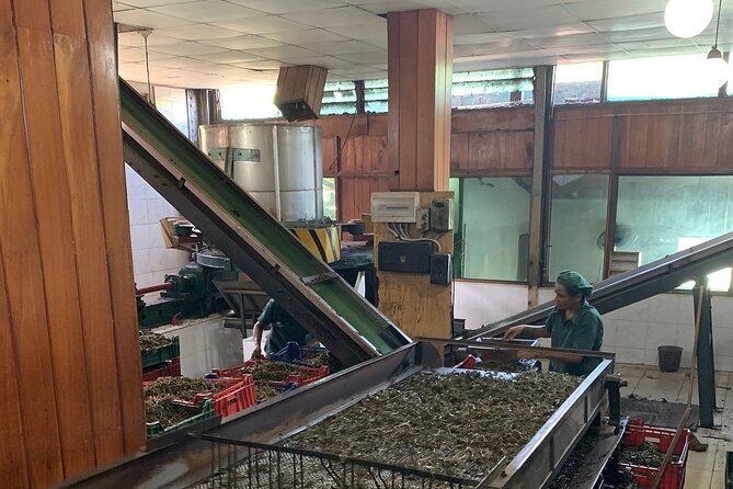 Tea Plucking and Tea Factory Tour From Kandy - Included Amenities