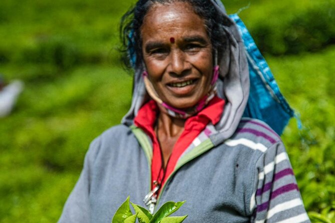 Tea Plucking and Tea Factory Visit From Nuwara Eliya - Tour Inclusions