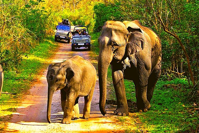 Tiger Reserves From Mumbai: a Luxury Wildlife Tour to Jim Corbett National Park - Pickup Details