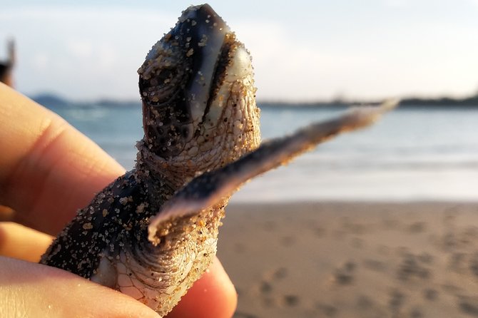 Turtle Hatching - Event Details