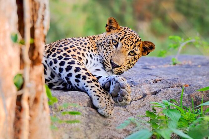 Udawalawe National Park Safari From Ahungalla - Pickup Information
