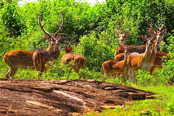 Udawalawe National Park Safari From Beruwala Hotels - Meeting and Pickup Information