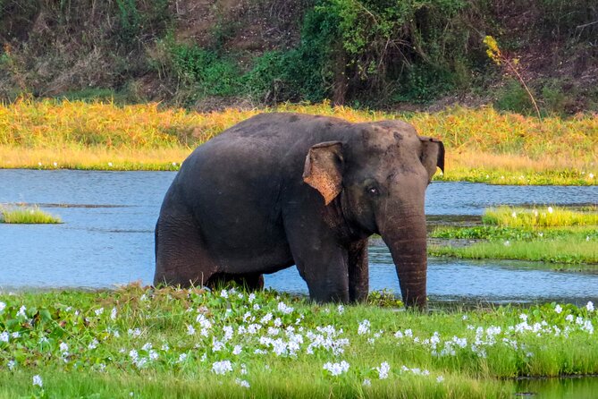 Wasgamuwa National Park Safari From Habarana - Reservation and Cancellation Policy