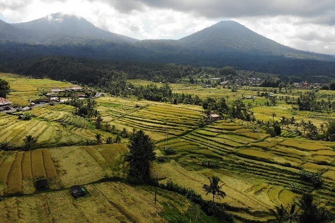 Western Bali Temples; Jatiluwih Rice Terraces & Water Temples Tour - Jatiluwih Rice Terraces Exploration