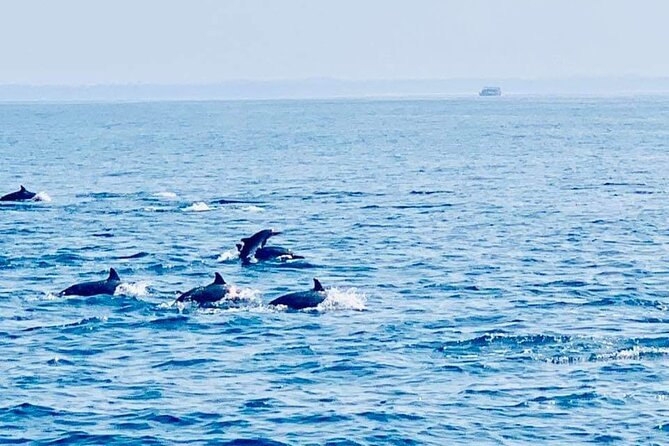 Whale and Dolphin Watching in Kalpitiya - Explore the Crystal Clear Waters