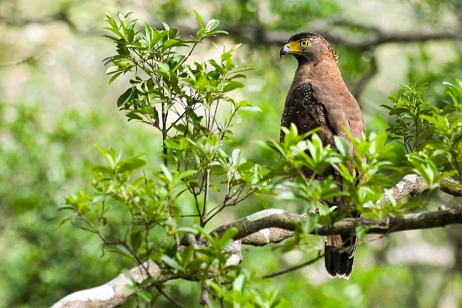 Wildlife Tour Covering Birds and Mammals (7 Days) - Wildlife Photography Opportunities