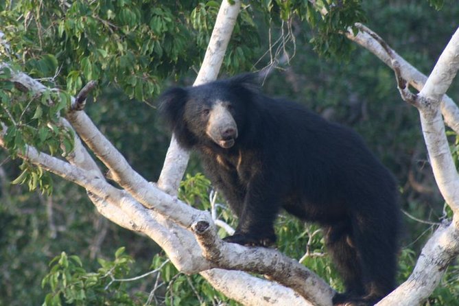 Wilpattu National Park Private Safari (All Inclusive) From Kandy - Traveler Information