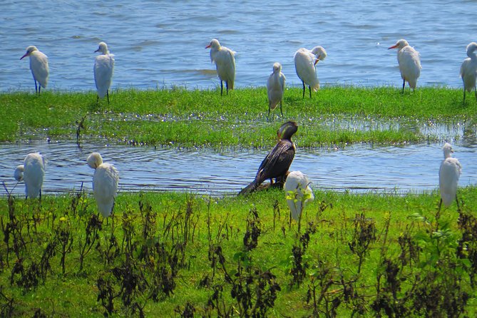 Yala National Park Safari From Ella - Scenic Drive to Yala