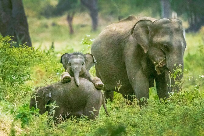 Yala National Park Safari From Udawalawe - Inclusions and Exclusions
