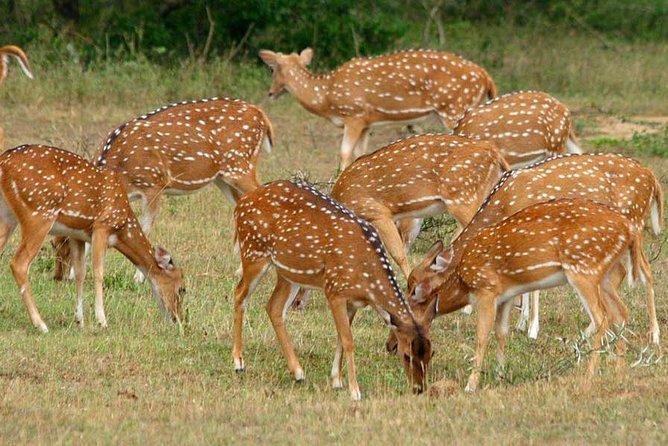 Yala National Park Safari With Safari Jeep & Tickets From Yala - Booking Information and Pricing