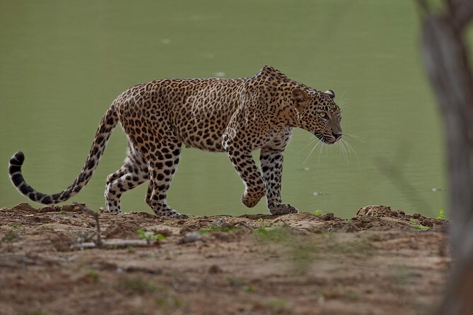Yala National Park Safari With Transfer From Ella to Arugam Bay - Pickup Details and Recommendations