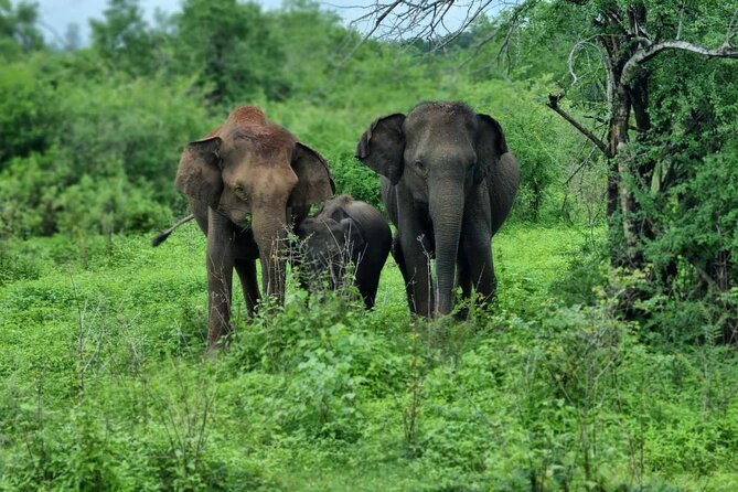Yala Safari From Galle / Unawatuna / Waligama / Mirissa / Matara - Transportation and Fees