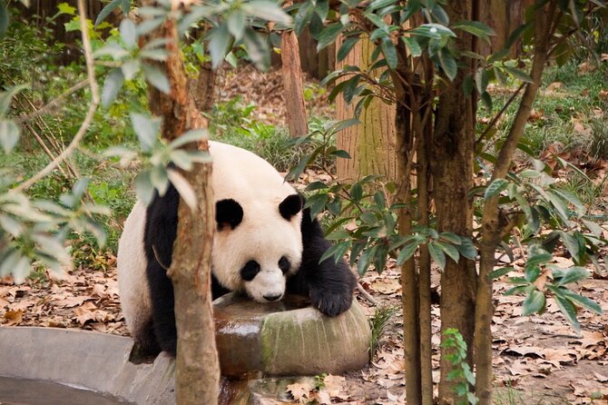 3-Day Chengdu Tour With Leshan Giant Buddha and Mount Qingcheng From Xian - Meeting and Pickup Details