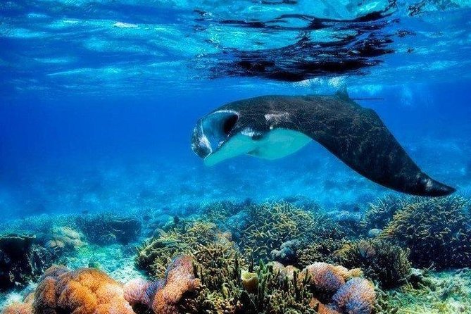 4 Point Snorkeling Nusa Penida From Bali - Meeting and Pickup Details