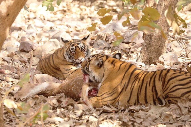 6 Days Golden Triangle Tour With Ranthambore Delhi Agra Jaipur - Pickup and Drop-off Information