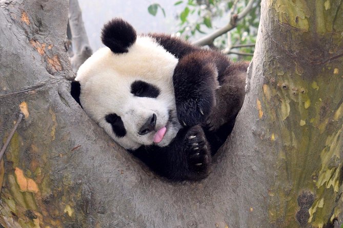 9-Day Cycle Panda Kingdom, Sichuan Province, China - Meeting and Pickup Details