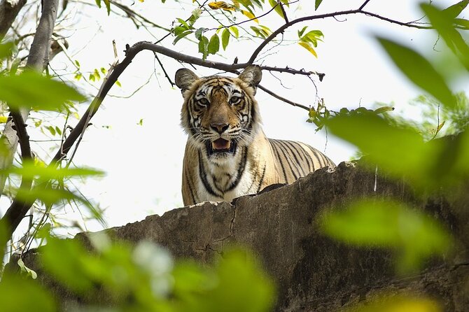 A Two Night Ranthambore National Park From Jaipur By Private Transfer - Additional Information