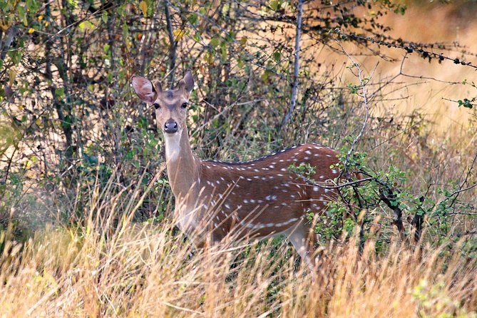 Afternoon Safari to Wasgamuwa National Park - Pickup Details and Time
