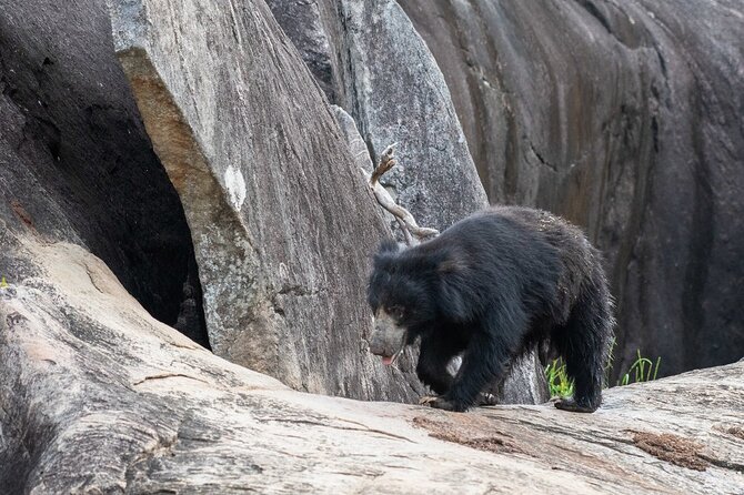 All Inclusive Yala National Park Full Day Safari - Additional Information