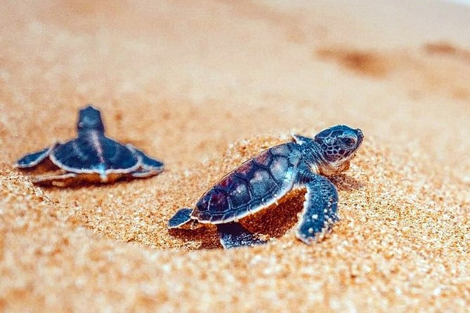 Beach Holiday (5N/6D) - Frequently Asked Questions