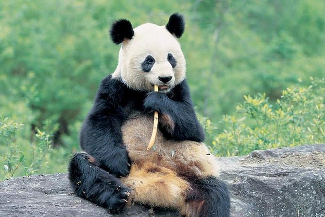Best of Chengdu: Panda Visit and Cooking Class Experience - Convenient Pickup Options
