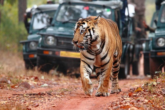 Best of Rajasthan With Ranthambore - Wildlife Encounters