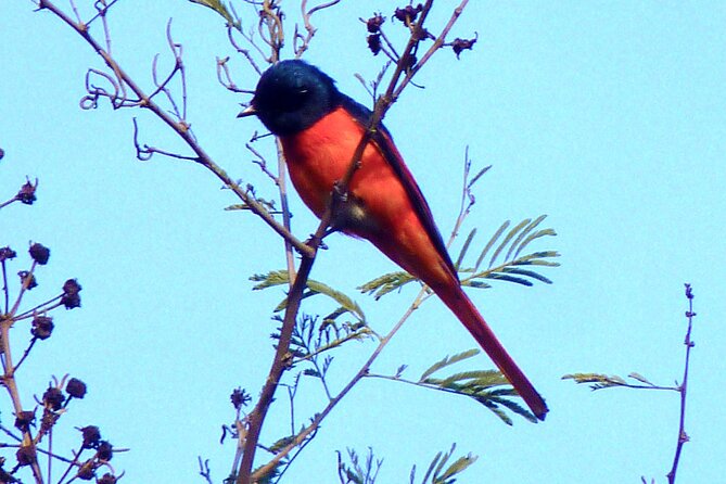 Bhutan Birding and Cultural Trails - Additional Information
