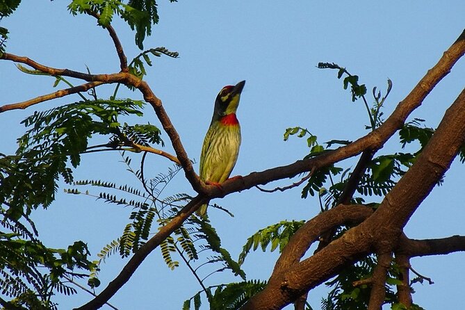 Bird Watching Tour at Bhandup, Mumbai - The Sum Up
