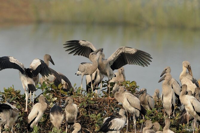 Birds & Beyond: Chennai to Pulicat Bird Sanctuary Day Tour - Pickup and Drop-off Details