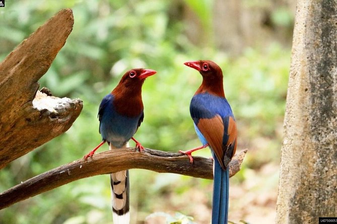 Birdwatching Forest Trek in Kitulgala From Mount Lavinia - Preparation Tips