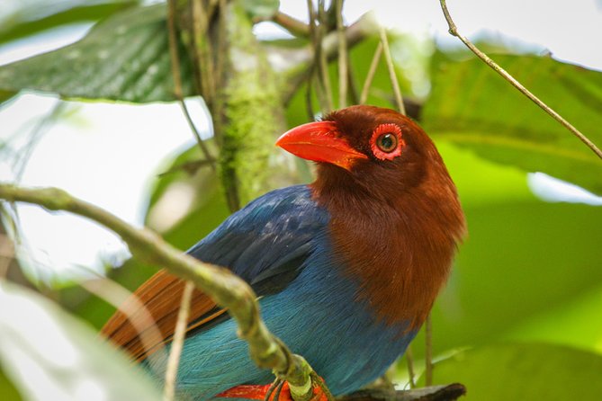 Birdwatching From Sinharaja Rainforest - Pricing Information