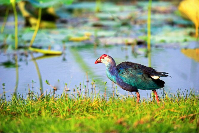 Birdwatching Safari at Kumana National Park - Birdwatching Highlights