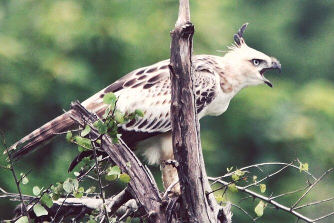 Birdwatching Safari in Udawalawe National Park From Mount Lavinia - Exclusions