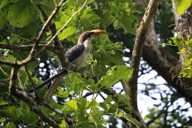 Birdwatching Trek in Anawilundawa Sanctuary From Colombo - Included Services