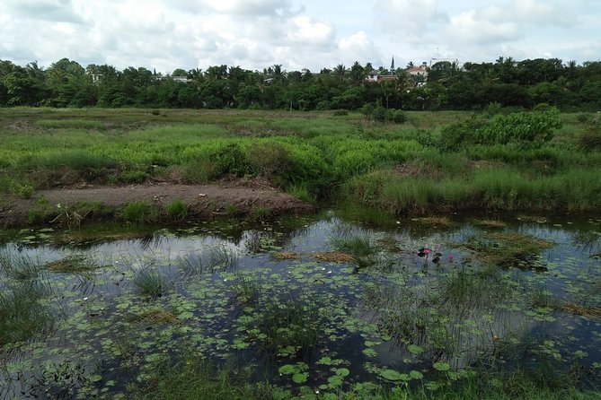 Birdwatching Walk in Diyasaru Uyana in Colombo - Pricing and Booking Information
