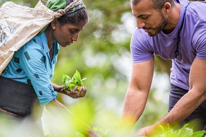 Ceylon Tea Tour (5 Days) - General Information
