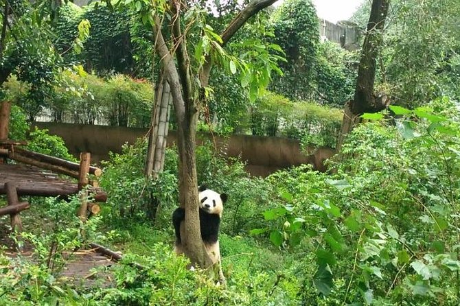 Chengdu Customized Experience: Giant Pandas and Buddha Statue In One Day - Logistics