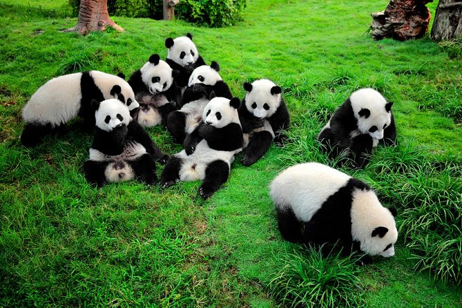 Chengdu Giant Panda Leisure Private Tour - Booking Information