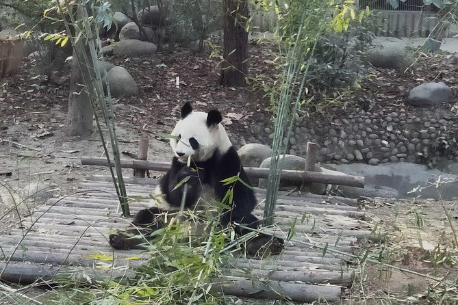 Chengdu Giant Pandas and Shu Kingdom Culture - Expectations