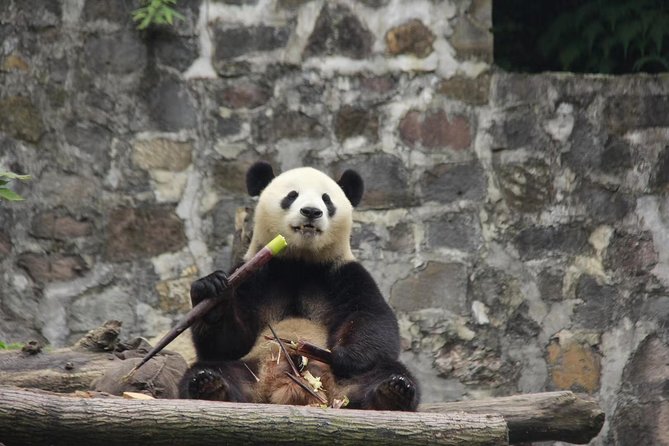 Chengdu Panda Base and Peoples Park - Guarantee and Availability