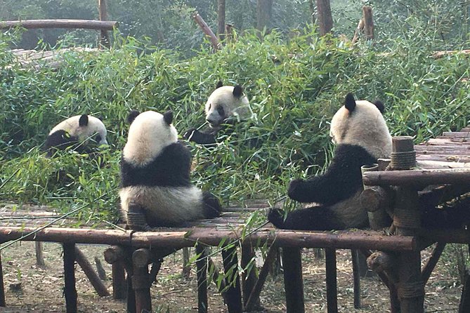 Chengdu Panda Base Day Trip From Beijing by Air Plus Martial Marquis Temple - Booking Details