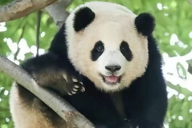 Chengdu Panda Base Visit Sichuan Cuisine Learning Experience - Start Time and Itinerary
