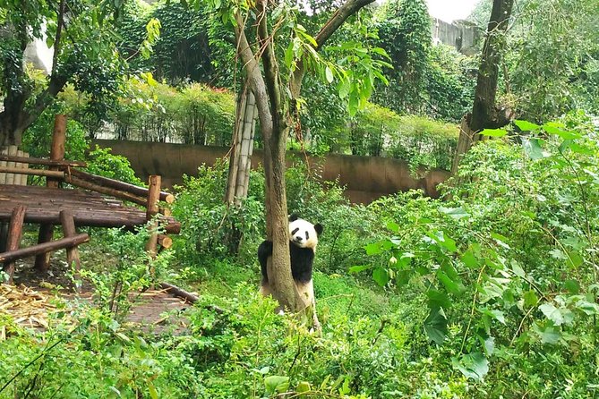 Chengdu Private Panda Trip With Afternoon Private Custom Tour - Ticket Redemption
