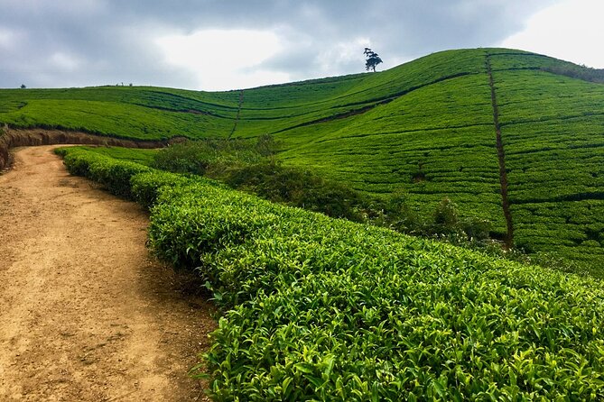 Cycling to Lipton Seat From Haputale - Safety Precautions and Health Requirements