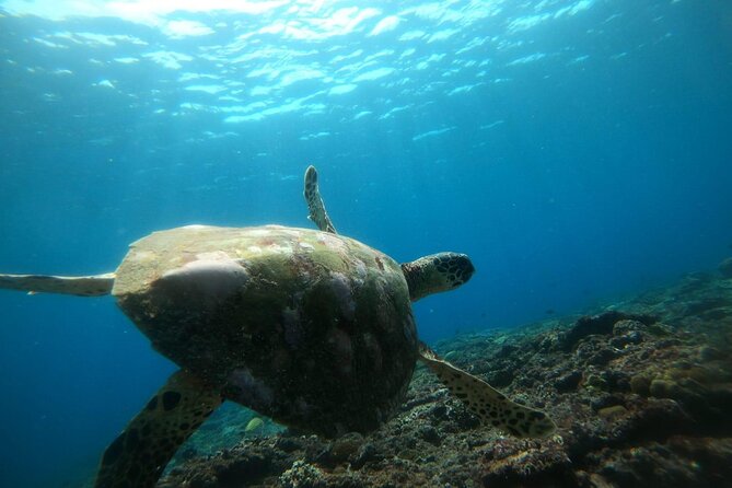Daily West Nusa Penida Island and Snorkeling Tour With Lunch From Bali - Booking Details