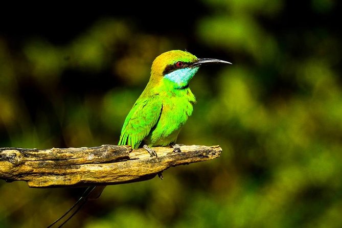 Day Excursions to Udawalawe From Wadduwa - Traveler Requirements