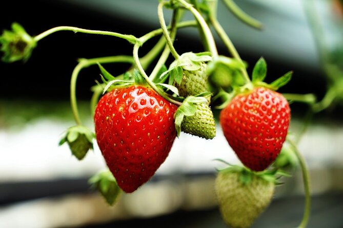 Day Tour In Cameron Highlands - Price, Guarantee, and Booking