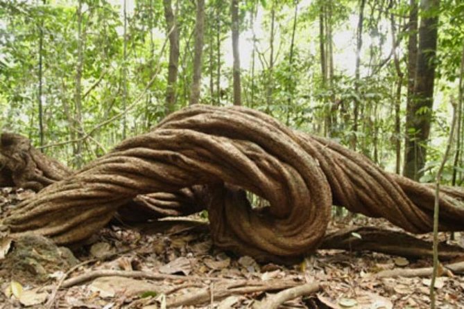 Day Trip to Kanneliya Rain Forest From Colombo - Accessibility Information