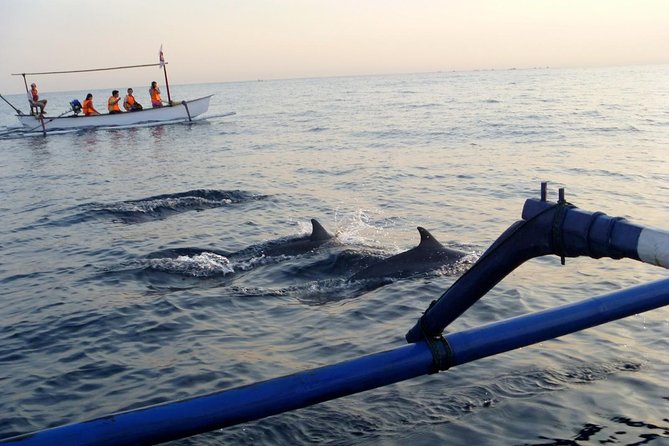 Dolphin Watching on Wildlife - Features: Small-Group Tour, Ends at 12pm, Includes Gear and Breakfast